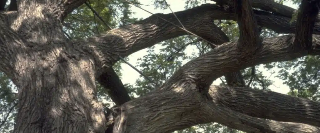 7 Warning Signs Your New Jersey Tree Needs Cabling and Bracing 2 An elm tree with a heavy, over-extended branch that has been braced near Clifton, NJ.