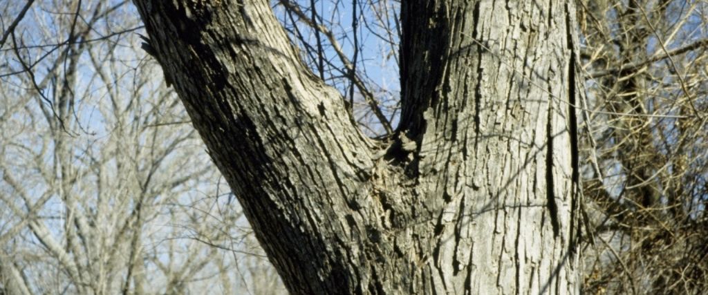 A tree with a narrow, V-shaped branch union in Northeast New Jersey.