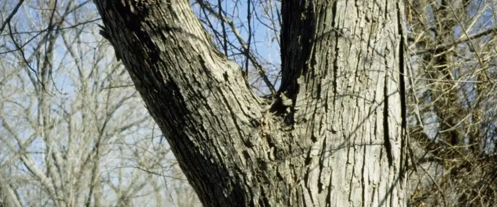 7 Warning Signs Your New Jersey Tree Needs Cabling and Bracing 1 A tree with a narrow, V-shaped branch union in Northeast New Jersey.
