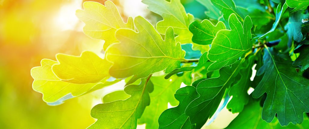 Oak leaves that are healthy from having the appropriate fertilization regiment.