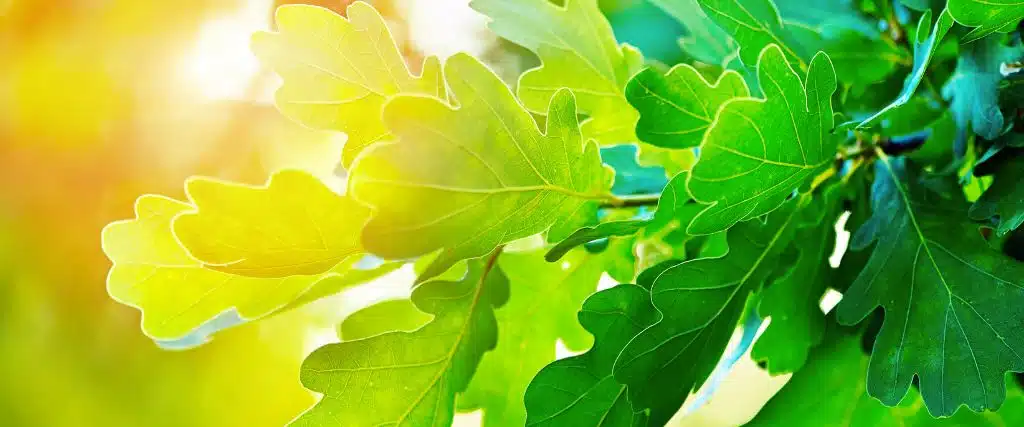 Fall Tree Fertilization Tips for Northern New Jersey Homeowners 2 Oak leaves that are healthy from having the appropriate fertilization regiment.