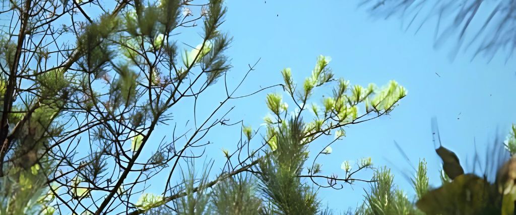 A pine tree demonstrating the signs of nutrient deficiency.