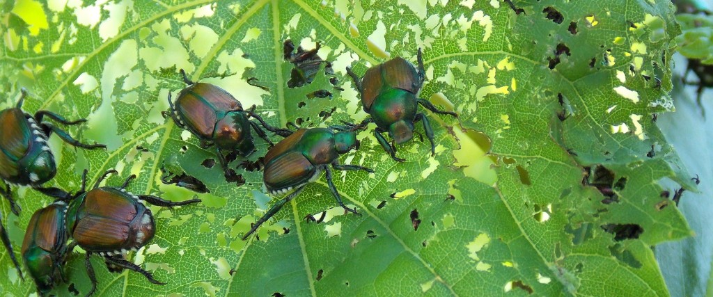 Adult Japanese beetle adults feeding on a leaf in North Caldwell, NJ.