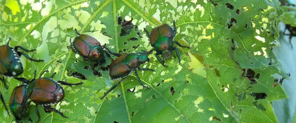 The Difference Between Integrated Pest Management and “Spraying and Praying” 1 Adult Japanese beetle adults feeding on a leaf in North Caldwell, NJ.