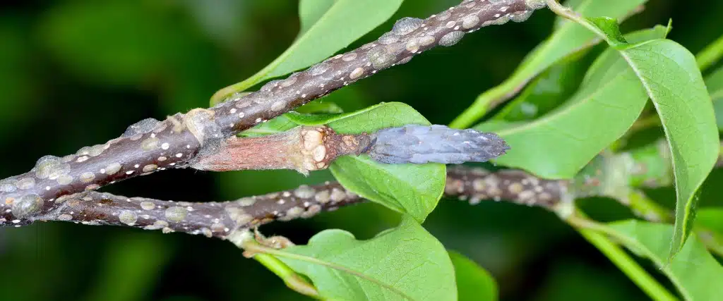 The Difference Between Integrated Pest Management and “Spraying and Praying” 3 Scale insects on a branch in Clifton, NJ.