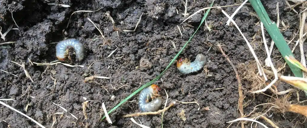 The Difference Between Integrated Pest Management and “Spraying and Praying” 2 The trademark bags of a bagworm hanging from a tree in Hasbrouck Heights, NJ