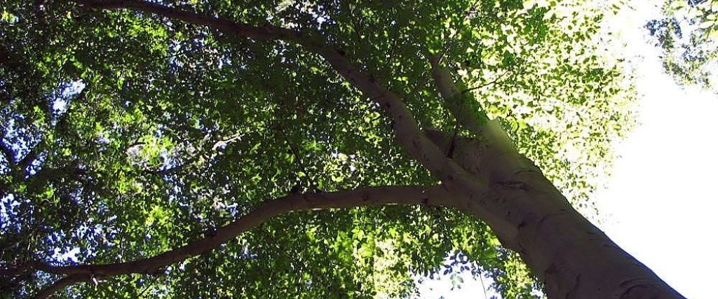 Looking up through the vibrant green summer canopy of a healthy beech tree in Bergen County, New Jersey, showing the dense foliage that makes winter assessment difficult.