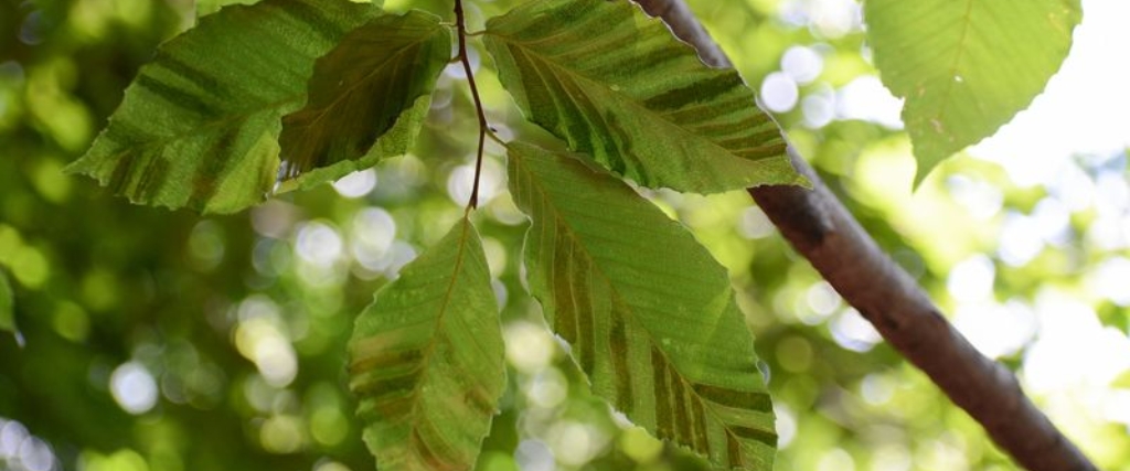 Winter IPM Planning: Your Strategic Guide to Protecting Bergen & Essex County Trees from Pests & Disease 2 A close-up of beech tree leaves showing dark striping patterns characteristic of beech leaf disease, photographed in Essex County, New Jersey.