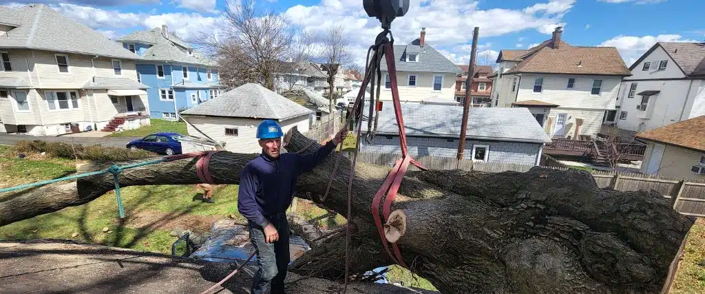 The Importance of Choosing a Reputable Tree Service Company (and How to Find One) 2 A member of the Aspen Tree team secures a large tree trunk to a crane for removal in Caldwell, NJ.