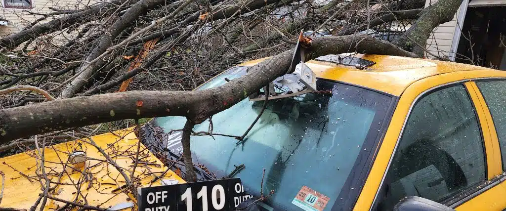 A Homeowner’s Guide for Inspecting Winter Tree Damage in New Jersey 1 A tree that fell on a car after a winter storm in Cedar Grove, NJ