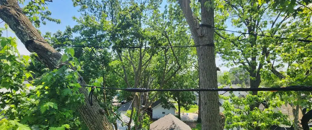 A Homeowner’s Guide for Inspecting Winter Tree Damage in New Jersey 3 Cables installed in a tree in Hasbrouck Heights, NJ