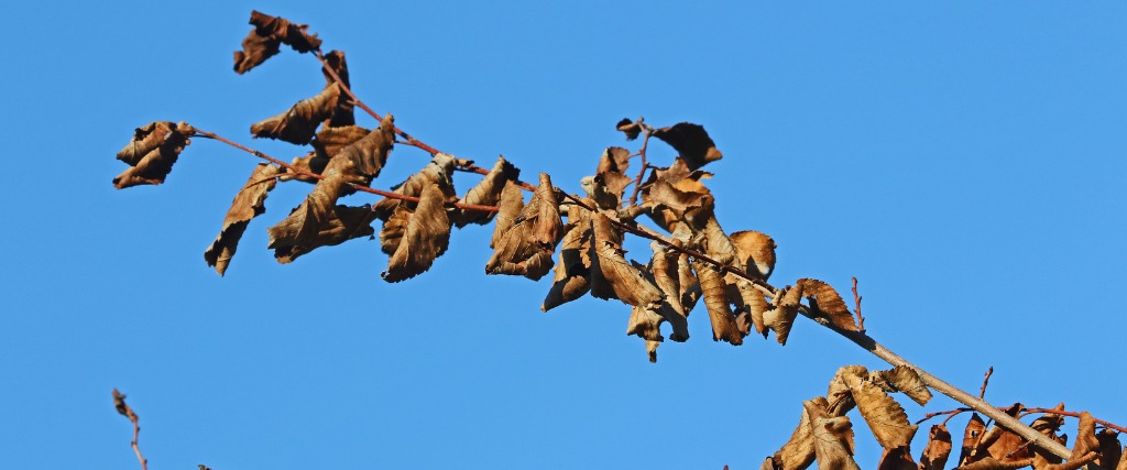 Tree leaves showing the signs of drought in Verona, NJ.