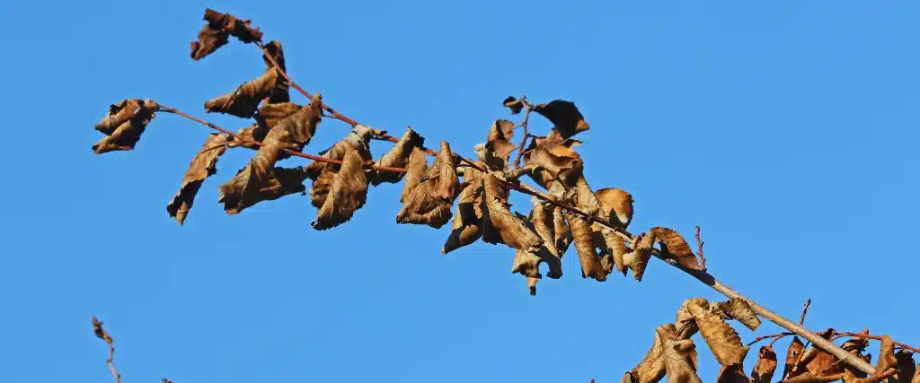 How to Help Your Trees Recover from Extreme Drought 3 Tree leaves showing the signs of drought in Verona, NJ.