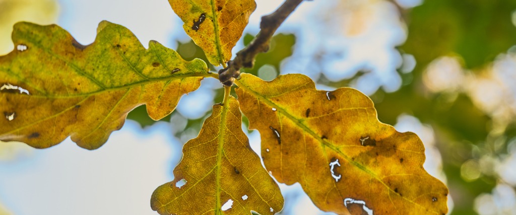 Oak leaves showing the signs of drought in Cedar Grove, NJ.