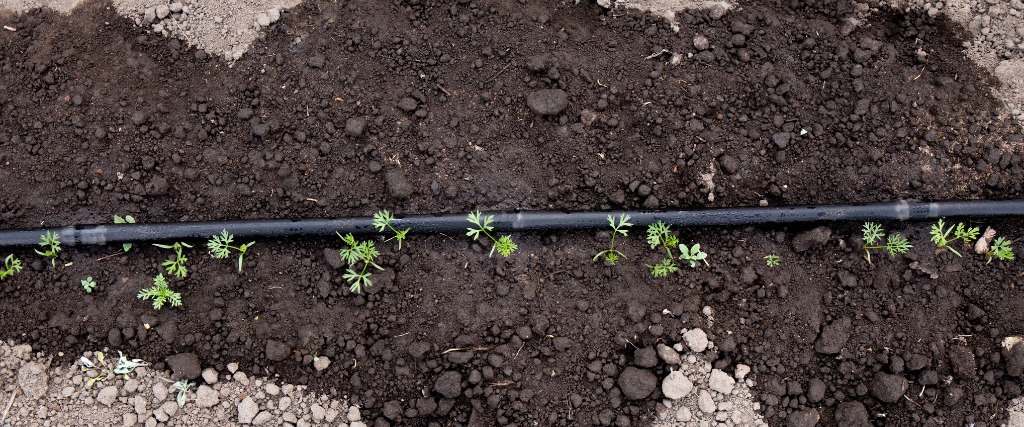 A soaker hose watering the ground during a drought in Hasbrouck Heights, NJ.