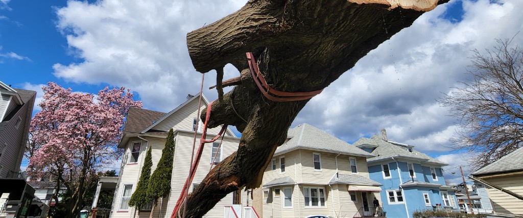 A log suspended in midair by a crane during tree removal in Clifton, NJ.