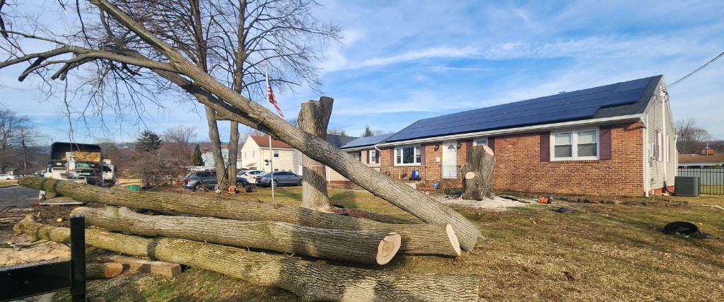 Several cut logs sitting in a yard during a tree removal job in North Caldwell, NJ.