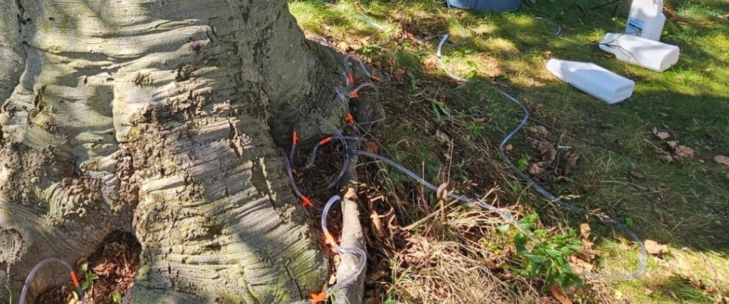 A beech tree being treated for beech leaf disease through trunk injections in Verona, NJ. 