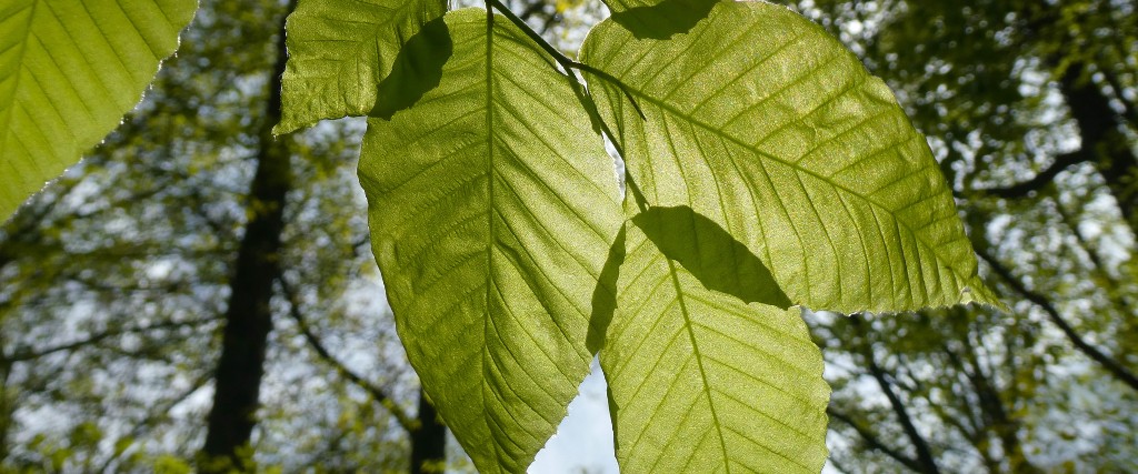 Healthy beech leaves that are not affected by beech leaf disease in Westwood, NJ.