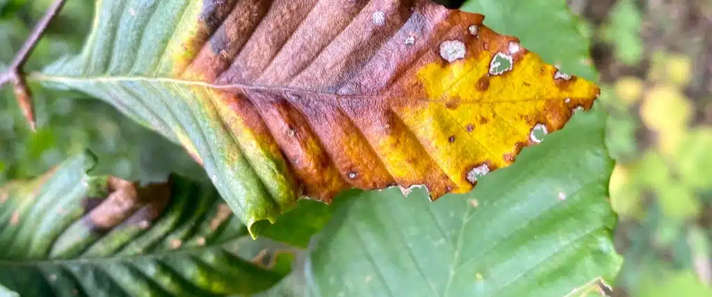 Beech Leaf Disease: How to Identify and Treat Trees in Northern New Jersey 1 Close-up on leaves of a beech tree with BLD