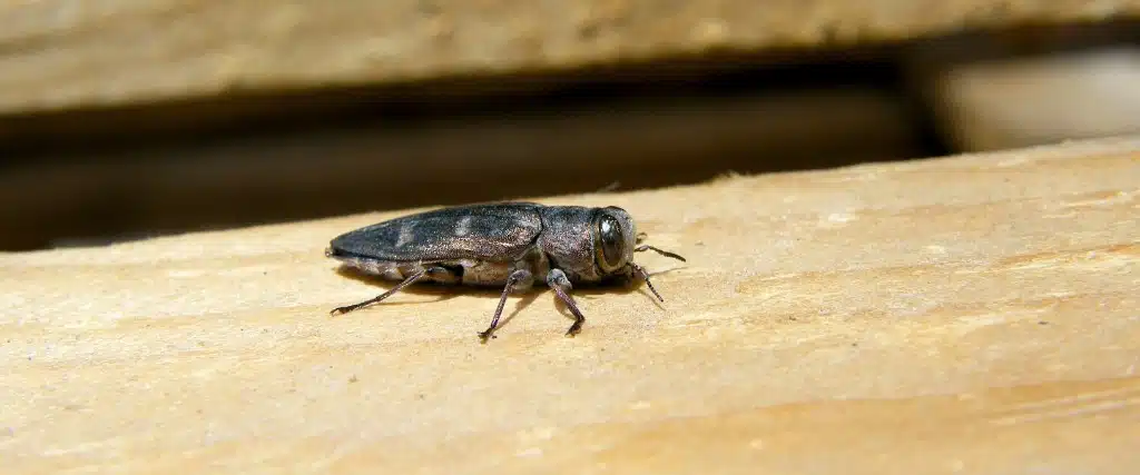 How to Spot Wood-Boring Insects in Northern New Jersey Trees 1 A bronze birch borer on a piece of wood in Montclair, NJ.