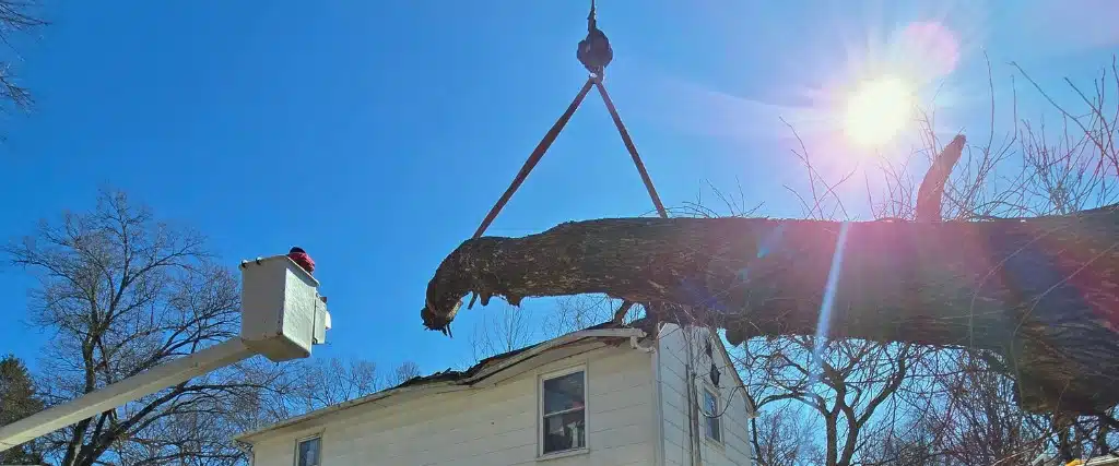 How to Spot Wood-Boring Insects in Northern New Jersey Trees 3 The Aspen Tree team removing a tree attacked by wood-boring insects in North Caldwell, NJ.