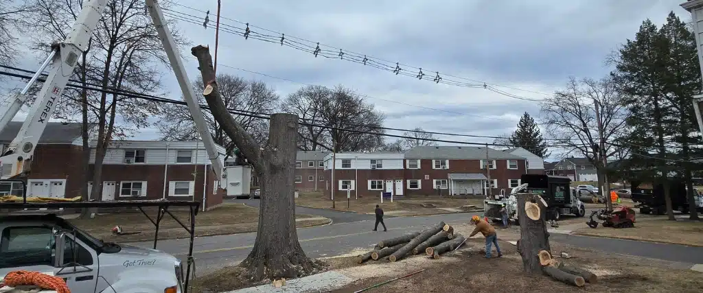 Licensed Tree Experts vs. Tree Care Operators in New Jersey: What Homeowners Need to Know 2 Professional crane-assisted tree removal operation in a New Jersey residential area showing proper equipment and safety procedures.