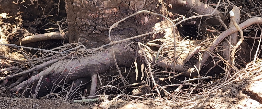 Fall Tree Risk Assessment: Protect Your Northern NJ Property Before Winter Storms 2 Tree root system damage and construction impact requiring professional hazard assessment in Northern NJ.