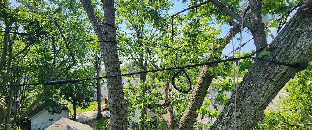 Fall Tree Risk Assessment: Protect Your Northern NJ Property Before Winter Storms 3 A previously storm damaged tree with high-tension cables installed to prevent further damage.