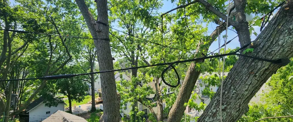Fall Tree Risk Assessment: Protect Your Northern NJ Property Before Winter Storms 3 A previously storm damaged tree with high-tension cables installed to prevent further damage.