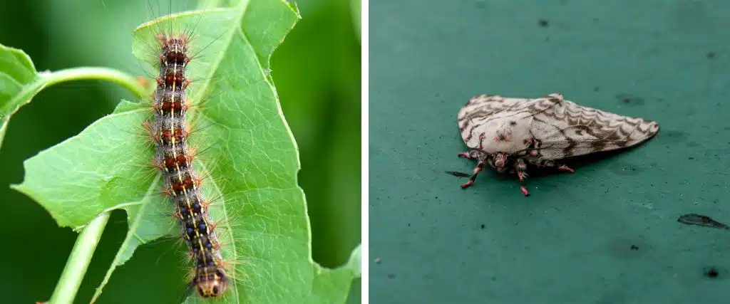 How to Protect Your Oak Trees from Spongy Moth Before Caterpillars Hatch 1 A closeup photos of a gypsy moth during its caterpillar stage and adult stage