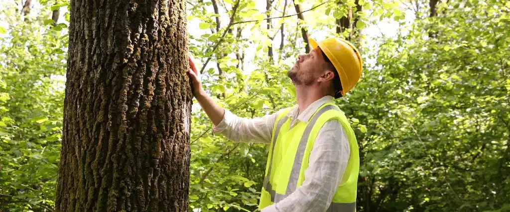 How to Protect Your Oak Trees from Spongy Moth Before Caterpillars Hatch 3 An arborist in a hard hat and safety vest inspecting the trunk of a mature tree for signs of pest activity.