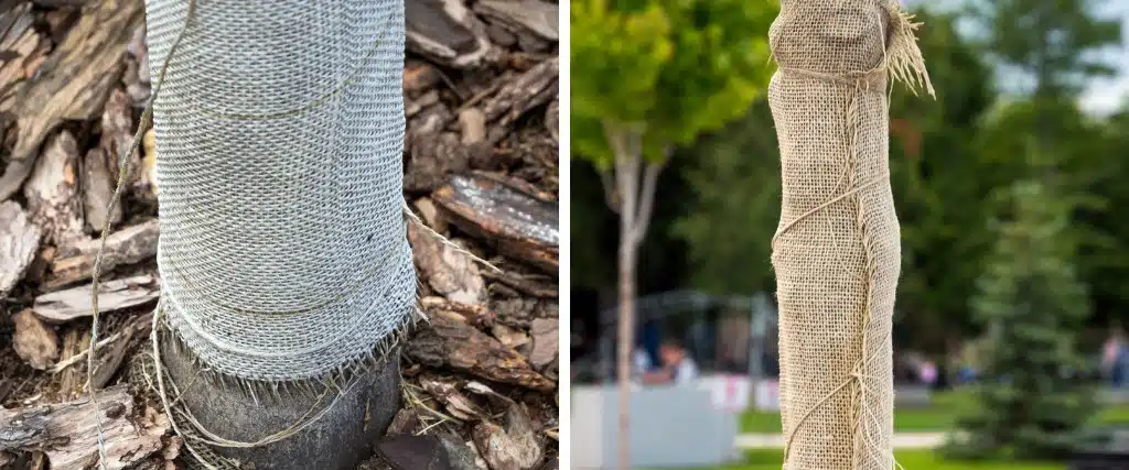 How to Protect Your Oak Trees from Spongy Moth Before Caterpillars Hatch 2 Two examples of burlap banding wrapped around tree trunks to trap spongy moth caterpillars.
