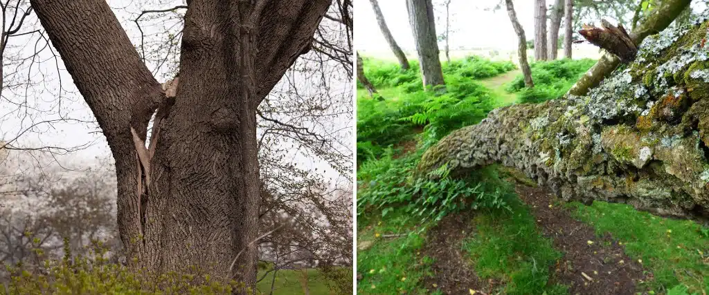 How Tree Cabling and Bracing Can Save a Splitting or Leaning Tree 1 Left, a co-dominant tree split at its V-shaped union; right, a large tree that has failed and fallen to the ground.