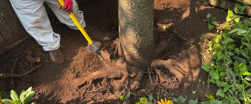 Fixing a Common Cause of Tree Decline with Air Spading and Root Collar Excavation 3 An arborist in white protective clothing and red gloves operating yellow air spading equipment with ground protection mats in place.