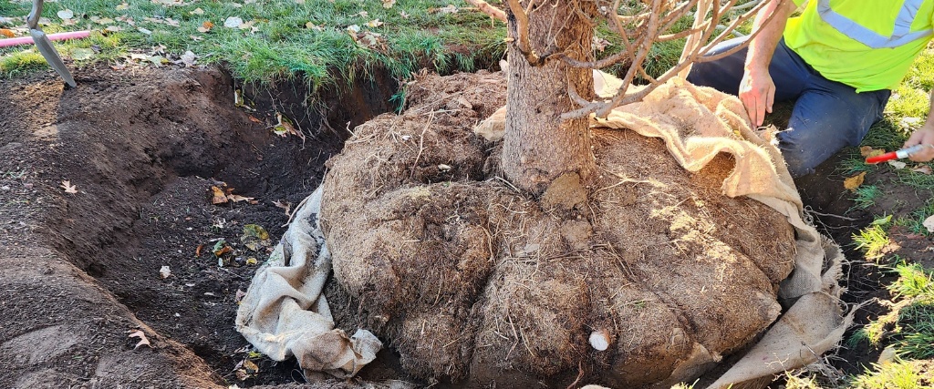 Fixing a Common Cause of Tree Decline with Air Spading and Root Collar Excavation 2 Large mature tree with burlap-wrapped root ball being planted by an arborist in a high-visibility safety vest.