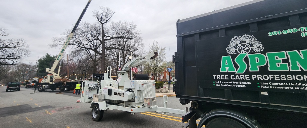 Why ANSI A300 Pruning Standards Matter for Tree Health and Property Value 3 Aspen Tree Service truck and professional wood chipper equipment positioned for tree work, displaying the company's Licensed Tree Expert credentials.