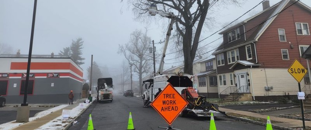 Why ANSI A300 Pruning Standards Matter for Tree Health and Property Value 1 A professional tree service crew working on street trees in a Bergen County residential neighborhood with proper safety equipment and traffic control measures in place.