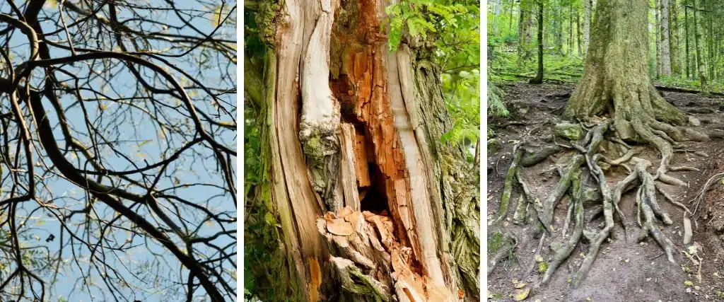 What Does a Professional Tree Health Assessment Include in Northern NJ? 1 Three-panel image showing a thinning tree canopy, advanced trunk decay with exposed wood, and visible surface roots at the base of a mature tree.