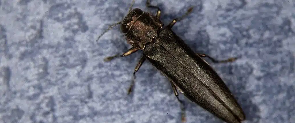Is Bronze Birch Borer Affecting Your Birch Trees This Spring? 1 A close-up view shows an adult bronze birch borer beetle with its dark metallic body and bronze coloration resting on a light blue surface.