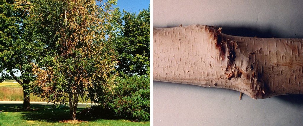 Is Bronze Birch Borer Affecting Your Birch Trees This Spring? 2 A split image shows a birch tree with a yellowing and thinning crown on the left, and exposed bark revealing serpentine larval galleries carved by bronze birch borer on the right.