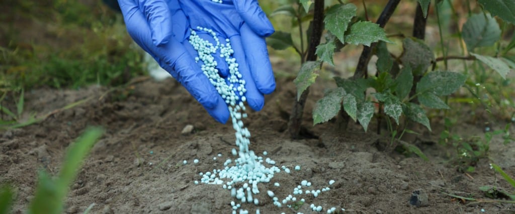 A gloved hand pours granular fertilizer beads onto bare soil at the base of a young tree.