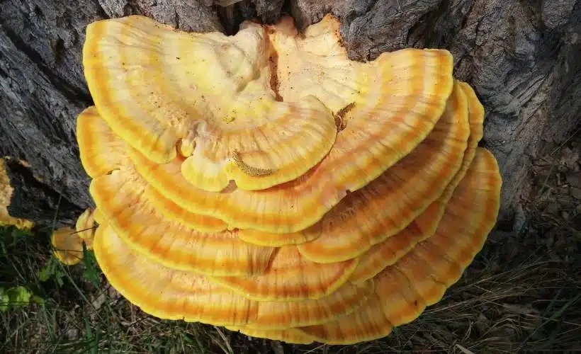 8 Signs of a Hazardous Tree in New Jersey 2 Cream colored fungi grows from a brown tree trunk.