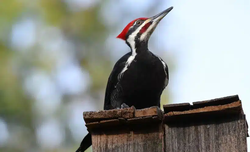 8 Signs of a Hazardous Tree in New Jersey 3 A red, black, and white woodpecker sits on a feeder in front of a clear sky.