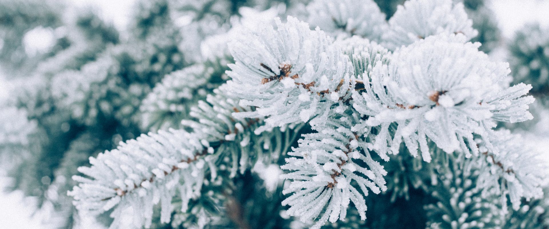 Evergreens with frozen leaves.