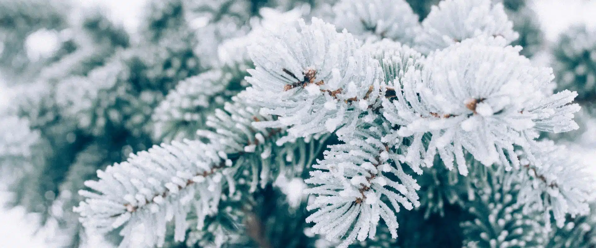 Navigating Northern New Jersey's Winter Chill: A Guide to Protecting Your Trees 3 Evergreens with frozen leaves.