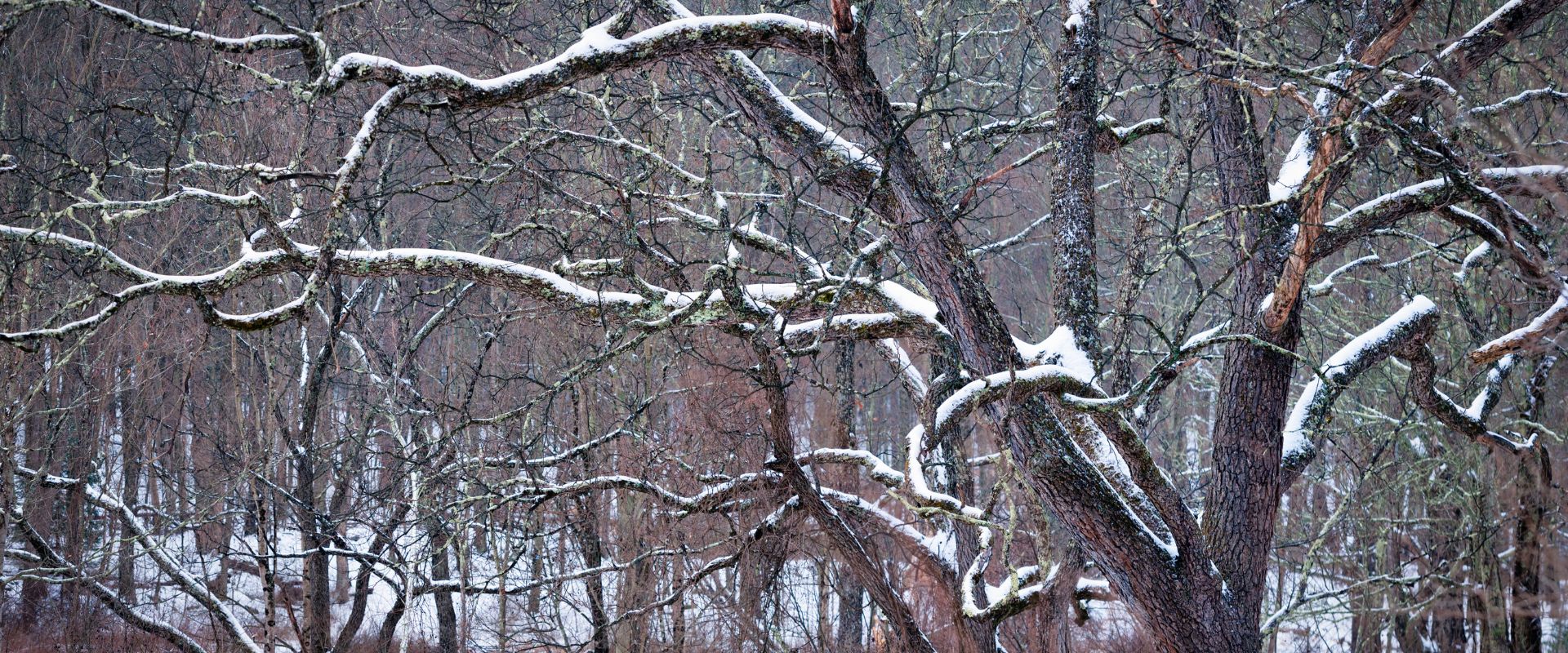 Tree braches covered in snow.