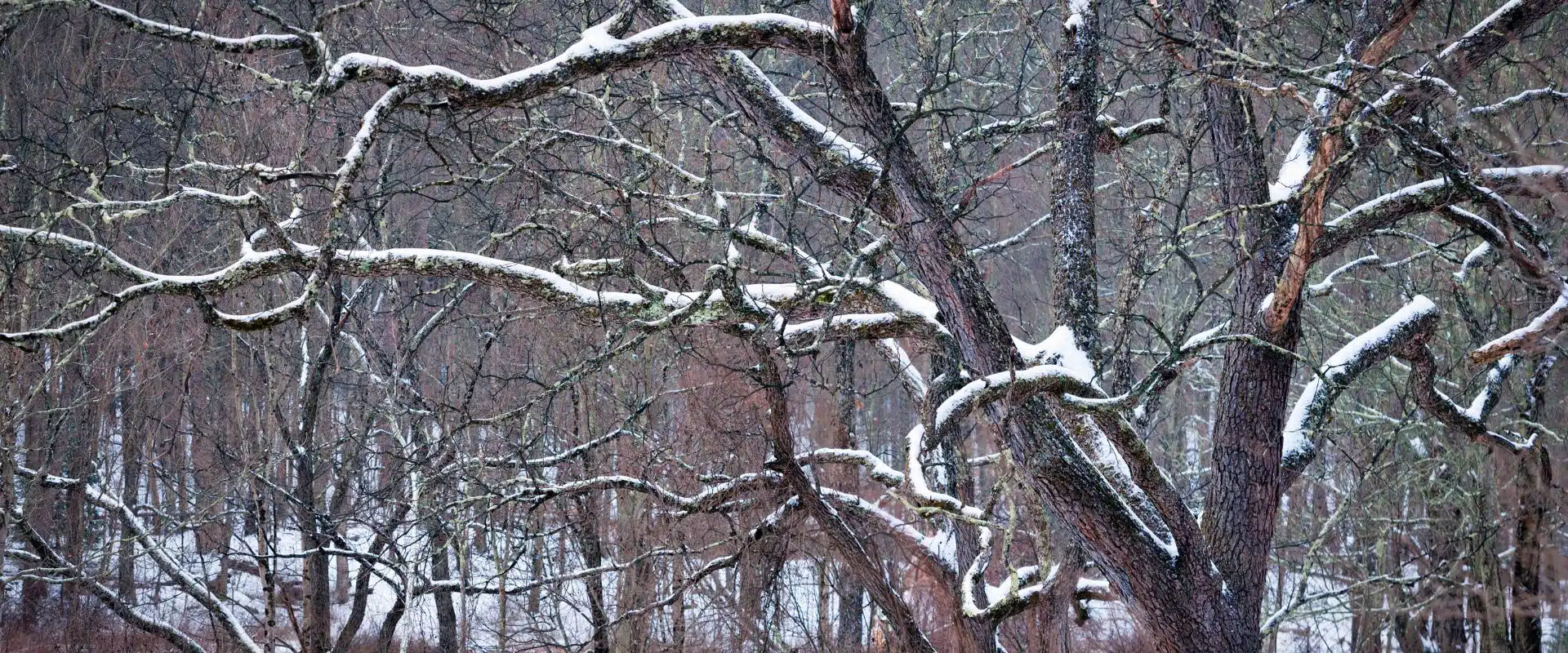 Navigating Northern New Jersey's Winter Chill: A Guide to Protecting Your Trees 2 Tree braches covered in snow.
