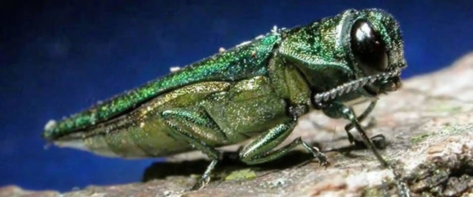 Aspen-blog-section-full-width-2023-nov-eab A metallic-green emerald ash borer with large black eyes sits on a leaf.