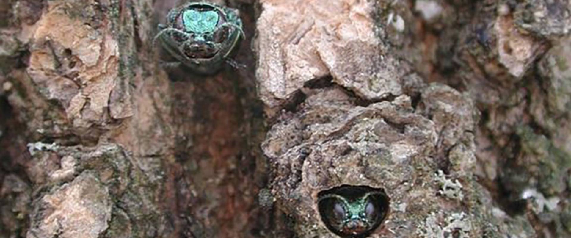 Adult emerald ash borers are exiting through D-shaped holes in the trunk of an ash tree.